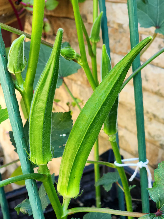 Hạt Giống Đậu Bắp Xanh Lai F1 [ E-W Seeds - Thái Lan ]