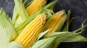 Hạt Giống Ngô Ngọt Lai F1 [ E-W Seeds - Thái Lan ]