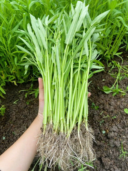 Hạt Giống Rau Muống Lá Tre [ Home Garden - Thái Lan ]