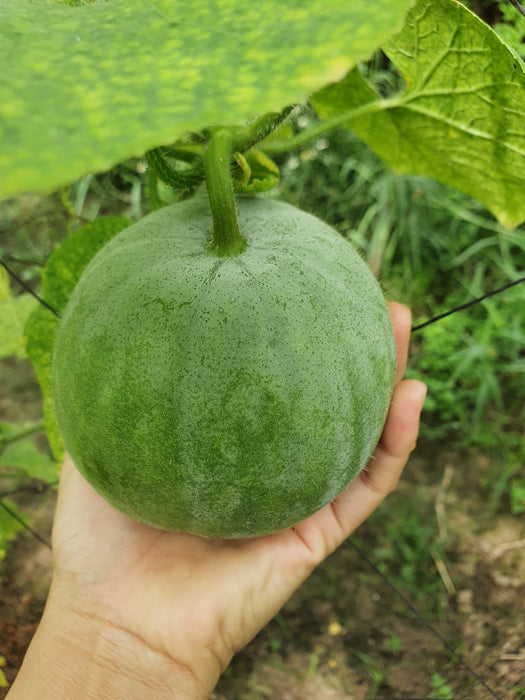 Bí Đao Tròn [ Lion Seeds - Thái Lan ]