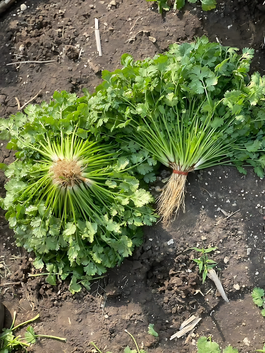 Hạt Giống Ngò Rí [ E-W Seeds - Thái Lan ]