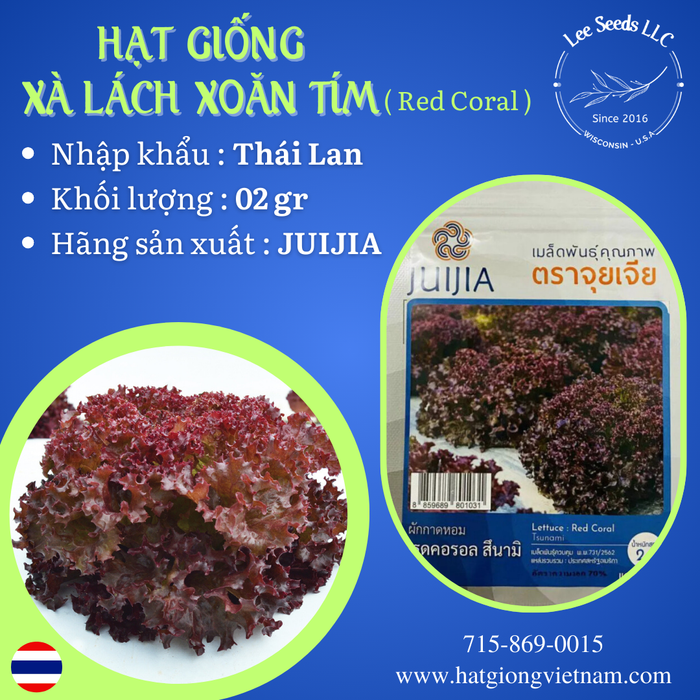 Xà Lách Xoăn Tím Thái Lan ( Red Coral ) [ JUJIA ]