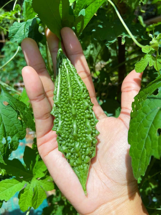 Hạt Giống Khổ Qua Rừng [ JUIJIA - Thái Lan ]