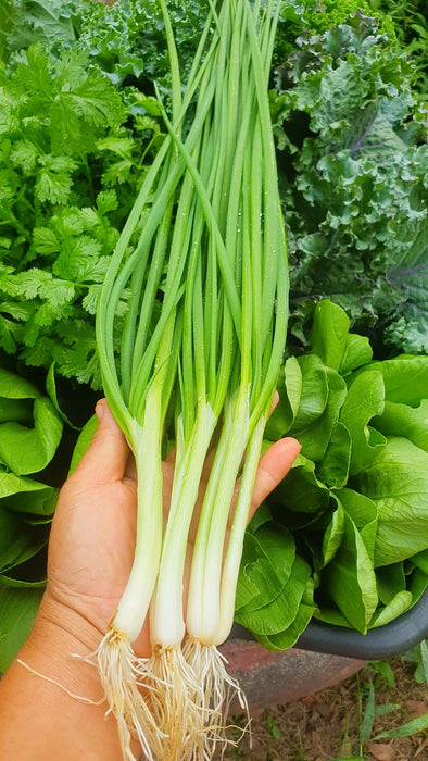 Hạt Giống Hành Hương [ E-W Seeds - Thái Lan ]