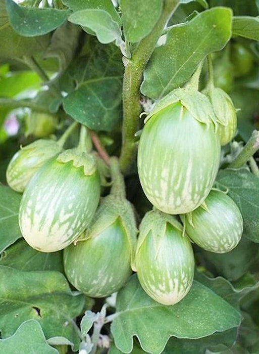 Hạt Giống Cà Trứng Sọc [ Home Garden - Thái Lan ]