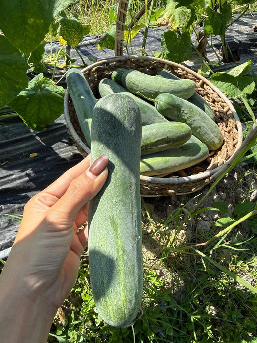 Hạt Giống Dưa Leo Lai F1 Trái Dài [ E-W Seeds - Thái Lan ]
