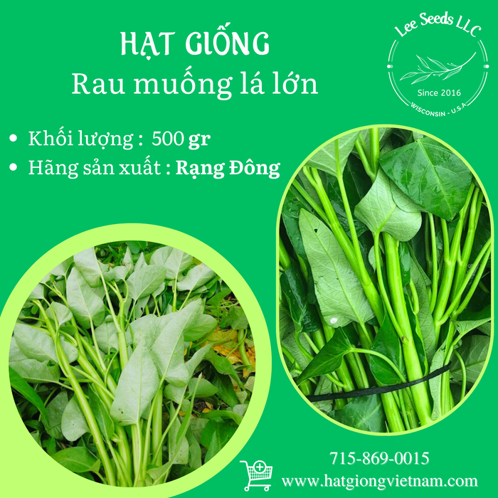 Rau Muống Lá To RADO 13 size lớn [ 500 gram ]