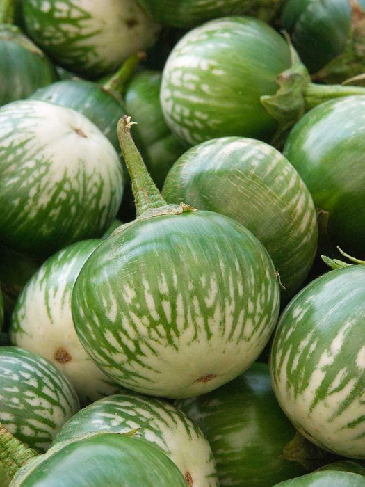 Hạt Giống Cà Da Ếch F1 [ E-W Seeds - Thái Lan ]