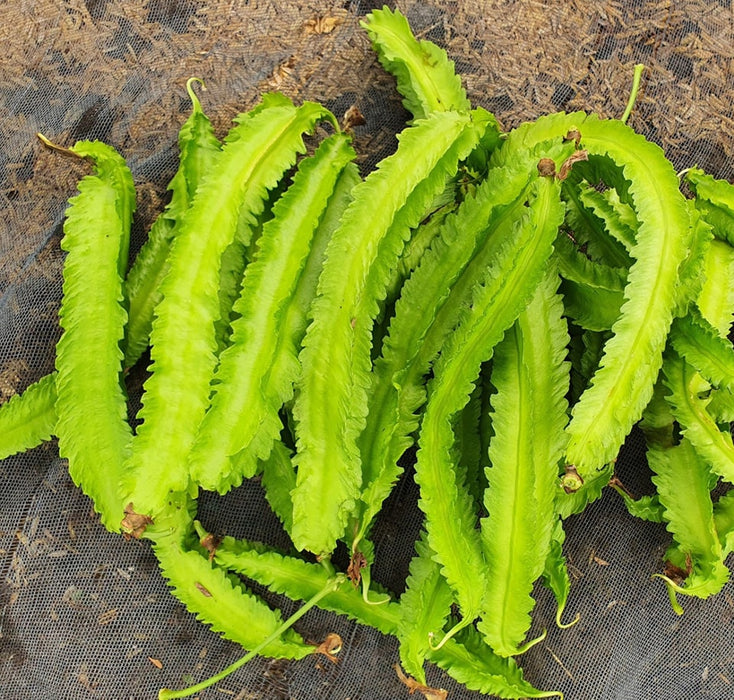 Hạt Giống Đậu Rồng Xanh [ Home Garden - Thái Lan ]