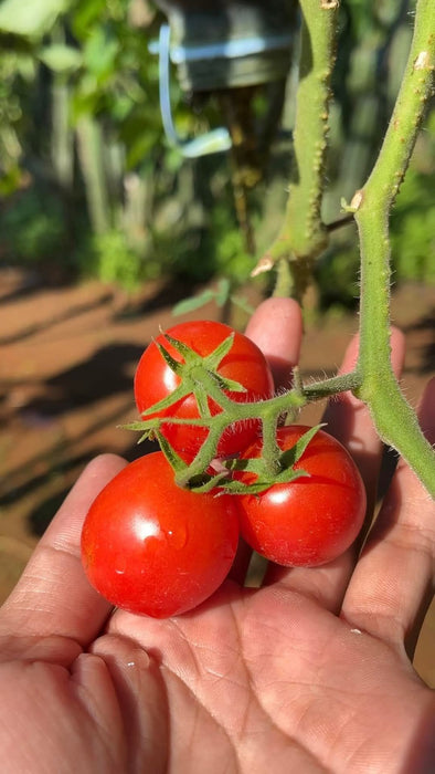 Hạt Giống Cà Chua Bi Lai F1 390 [ E-W Seeds - Thái Lan ]