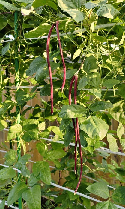 Hạt Giống Đậu Đũa Tím [ E-W Seeds - Thái Lan ]