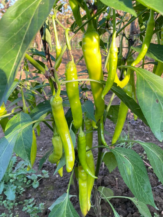 Hạt Giống Ớt Sừng Vàng [ Home Garden - Thái Lan ]