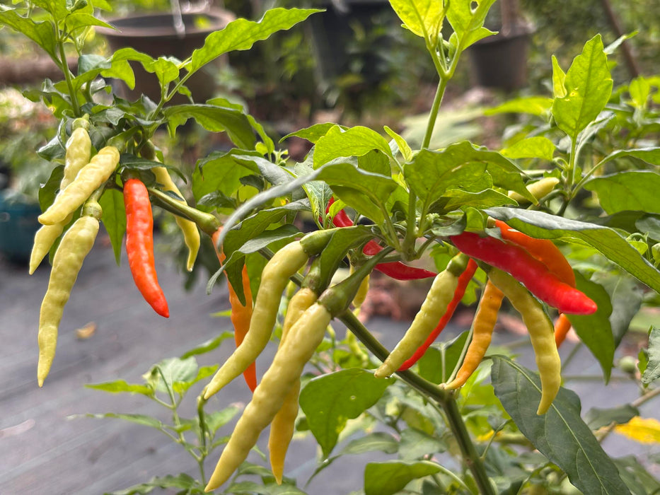 Hạt Giống Ớt Karen [ E-W Seeds - Thái Lan ]