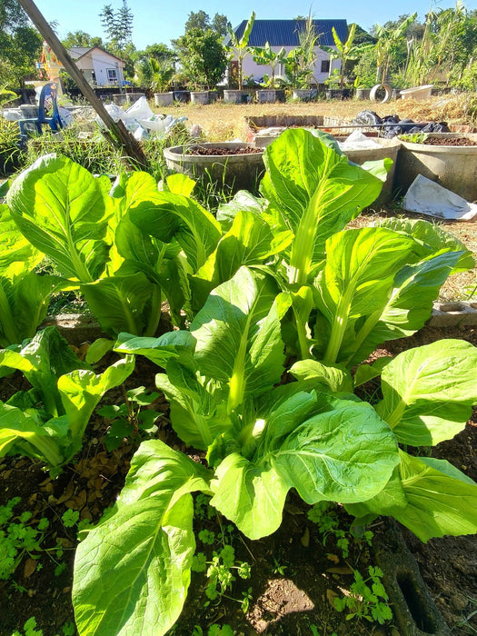 Hạt Giống Cải Bẹ Xanh Mỡ Cuộn [ Home Garden - Thái Lan ]