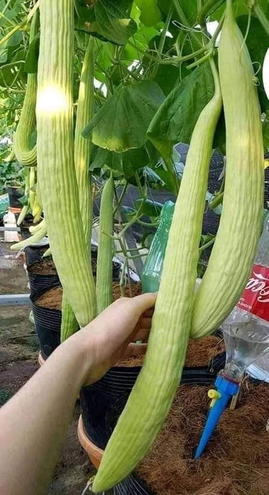 Dưa Chuột Rắn Snake Cucumber 221