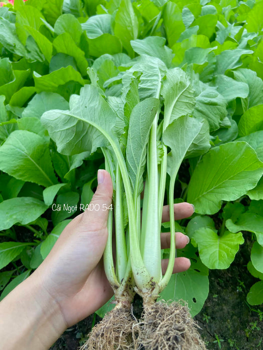Cải Ngọt [ Rado 54 ] 500gr