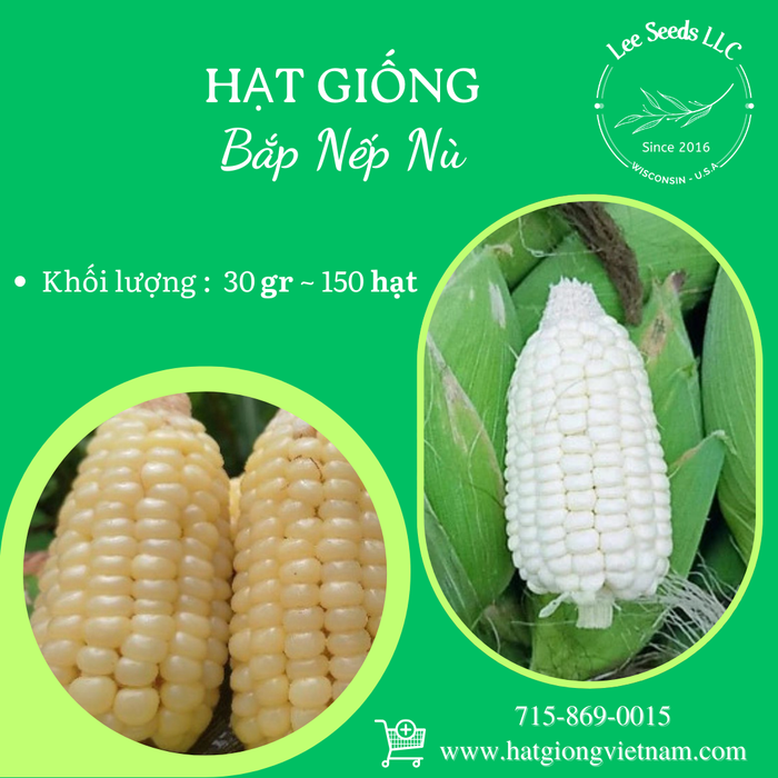 Bắp Nếp Nù