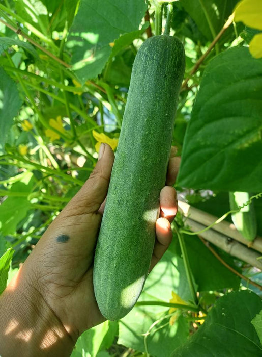 Hạt Giống Dưa Leo Lai F1 306 Trái Dài [ E-W Seeds - Thái Lan ]