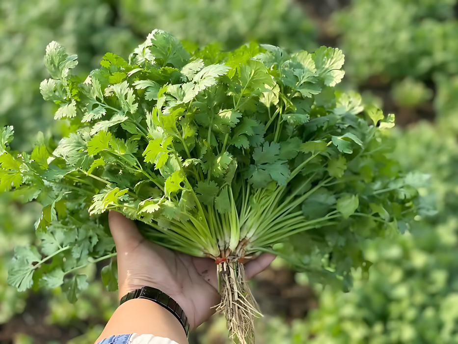 Hạt Giống Ngò Rí [ E-W Seeds - Thái Lan ]