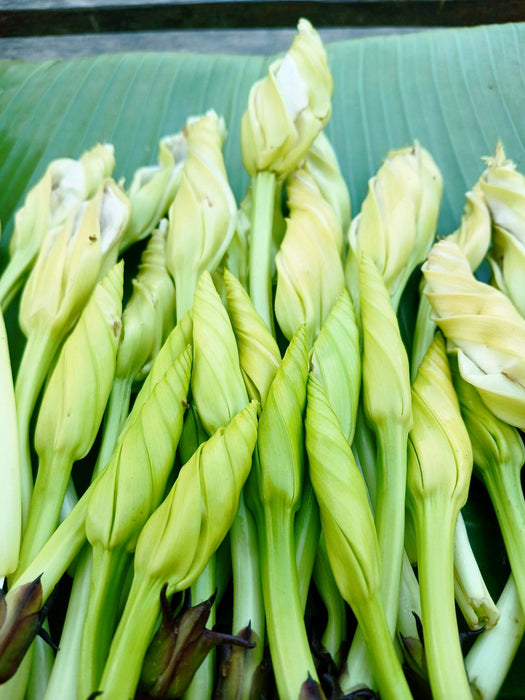 Hạt Giống Bông Chomchan [ E-W Seeds - Thái Lan ]
