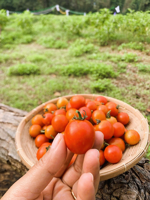 Hạt Giống Cà Chua Bi [ E-W Seeds - Thái Lan ]