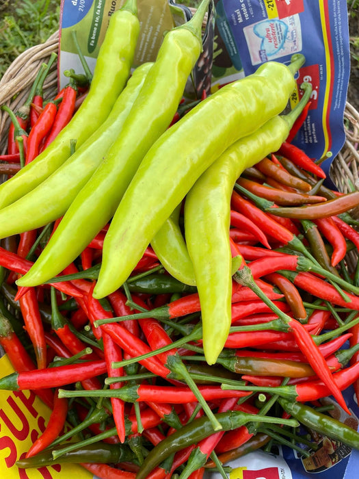 Hạt Giống Ớt Sừng Vàng [ Home Garden - Thái Lan ]