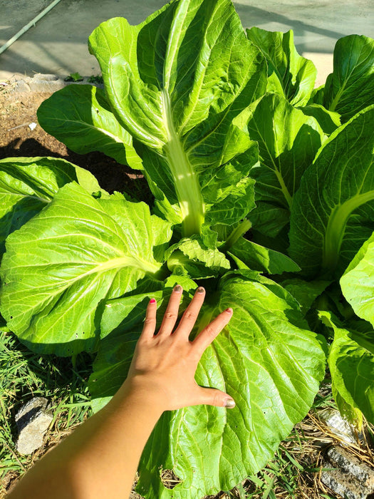 Hạt Giống Cải Bẹ Xanh Mỡ Cuộn [ Home Garden - Thái Lan ]