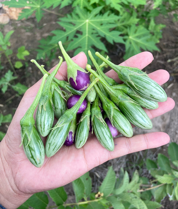 Hạt Giống Cà Trứng Sọc [ E-W Seeds - Thái Lan ]