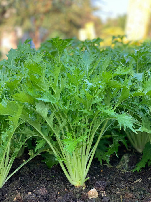 Hạt Giống Cải Đuôi Phụng [ E-W Seeds - Thái Lan ]