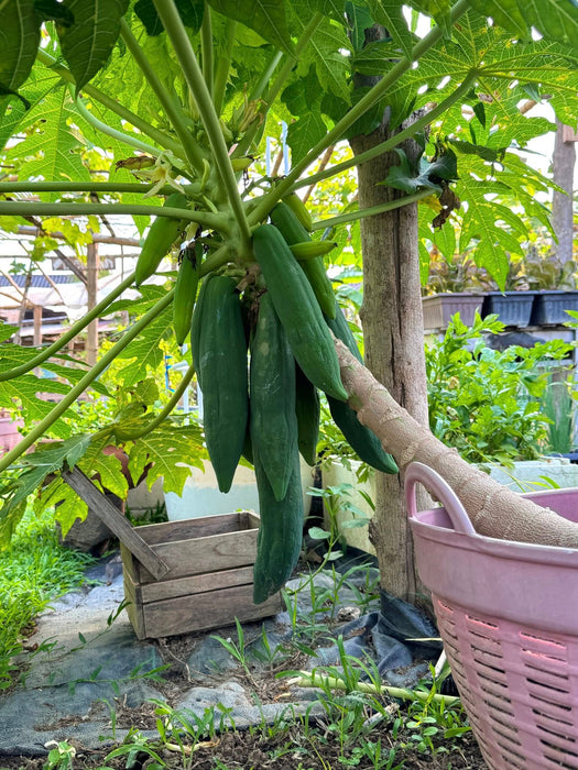 Hạt Giống Đủ Đủ Lùn Trái Dài Lai F1 90 [ E-W Seeds - Thái Lan ]