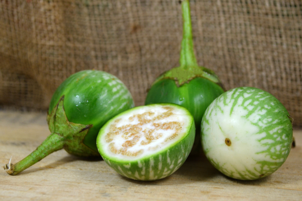 Hạt Giống Cà Da Ếch F1 [ E-W Seeds - Thái Lan ]