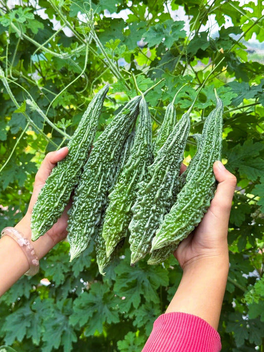 Hạt Giống Khổ Qua Xanh - Large Bitter Gourd [ Home Garden - Thái Lan ]