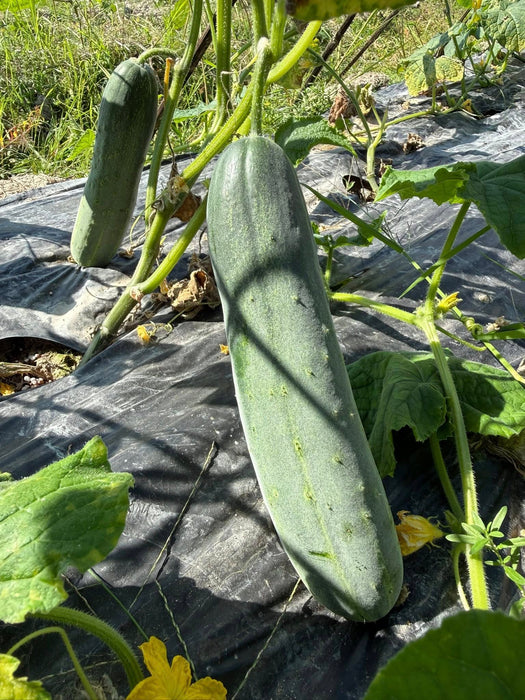 Hạt Giống Dưa Leo Lai F1 Trái Dài [ E-W Seeds - Thái Lan ]