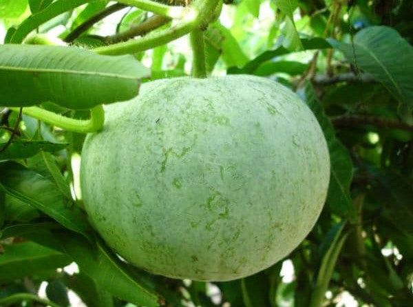 Bí Đao Tròn [ Lion Seeds - Thái Lan ]