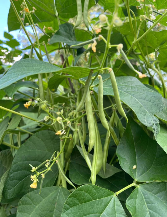 Hạt Giống Đậu Cove Cao Sản [ E-W Seeds - Thái Lan ]