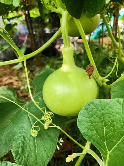 Hạt Giống Bầu Trái Tròn [ E-W Seeds - Thái Lan ]