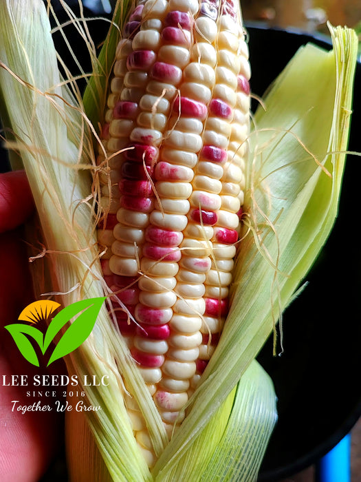 Hạt Giống Bắp Nếp Cẩm Hồng Lai F1 [ E-W Seeds - Thái Lan ] [ 80 hạt ]