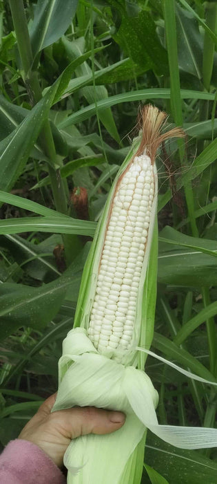 Hạt Giống Ngô Sáp Trắng Lai F1 852 [ E-W Seeds - Thái Lan ]