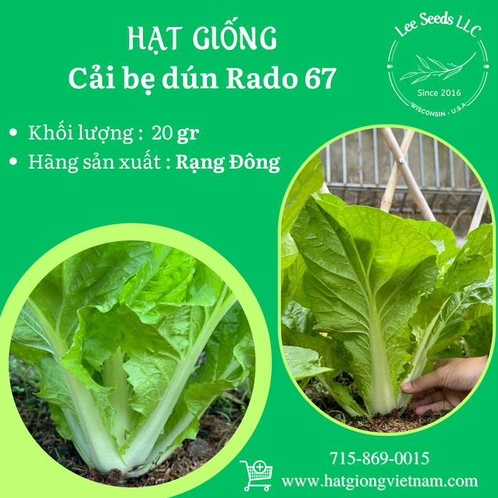 Cải Bẹ Dún RADO 67