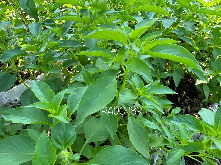 Rau Thơm Sả ( É Trắng ) RADO 189