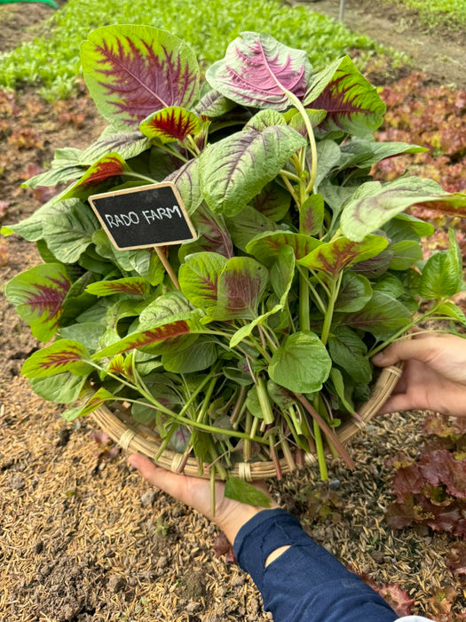 Hạt Giống Dền Tía [ Rado 08 ] 100gr