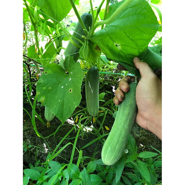 Dưa Leo RD 752