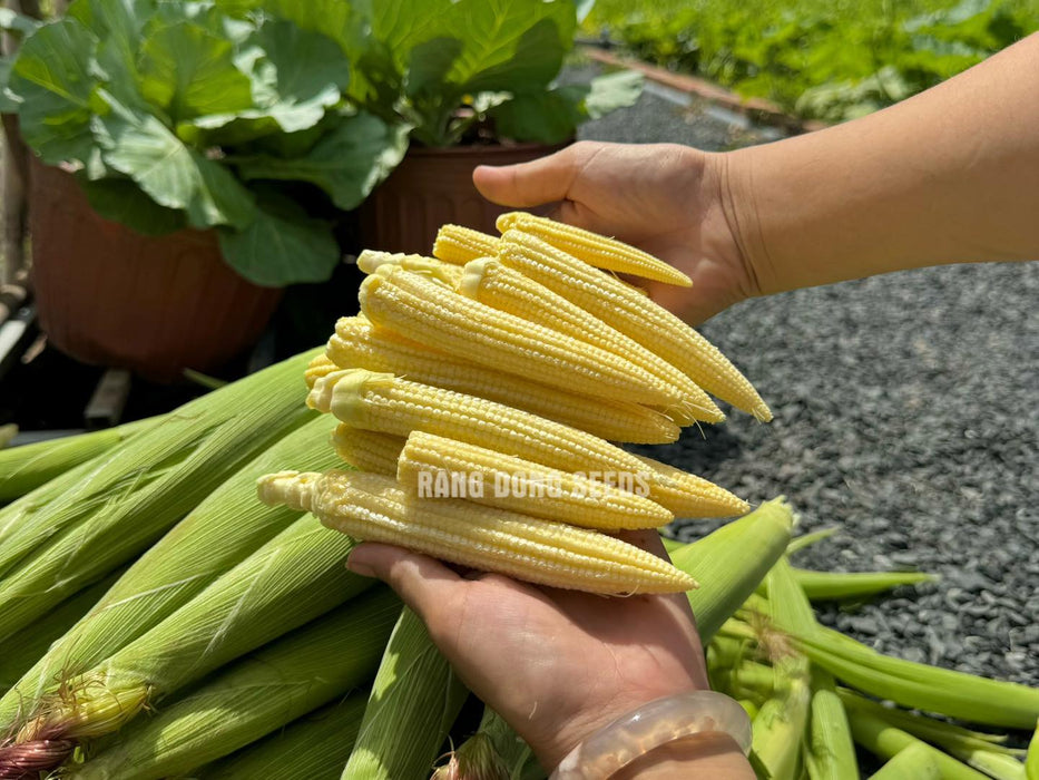 Ngô Bao Tử ( Baby Corn )