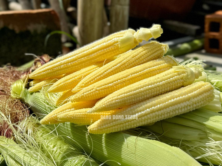 Ngô Bao Tử ( Baby Corn )