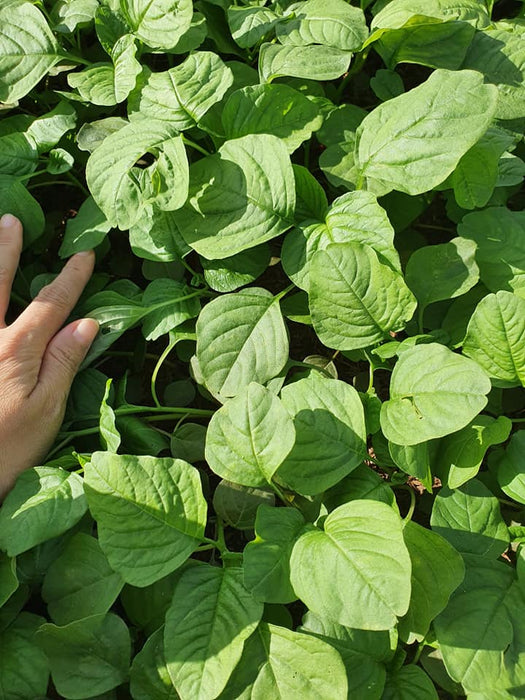 Hạt Giống Rau Dền Cơm [ JUIJIA - Thái Lan ]