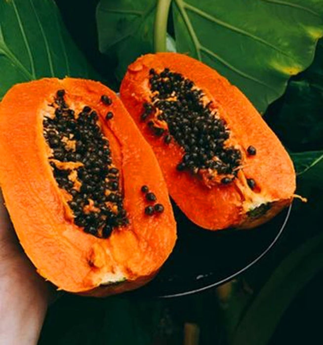 Đu Đủ Siêu Lùn F1 [ Red Dream - E-W Seeds - Thái Lan ]