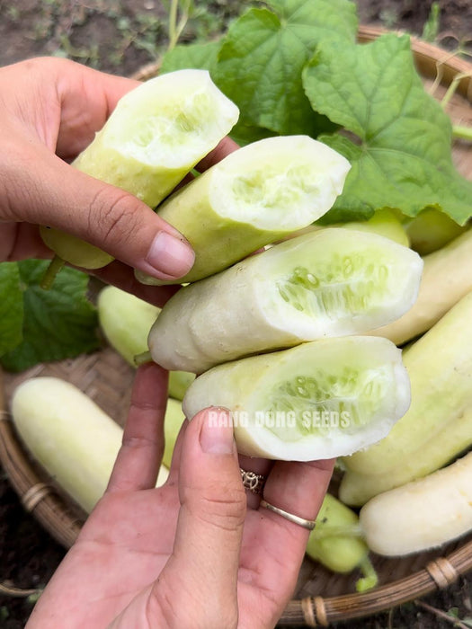 Dưa chuột lai F1 NẾP SỮA