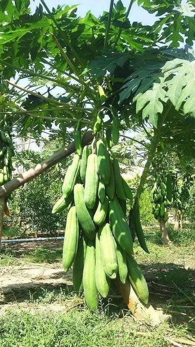 Đu Đủ Ruột Gấc Trái Dài F1  [ Nova - E-W Seeds - Thái Lan ]