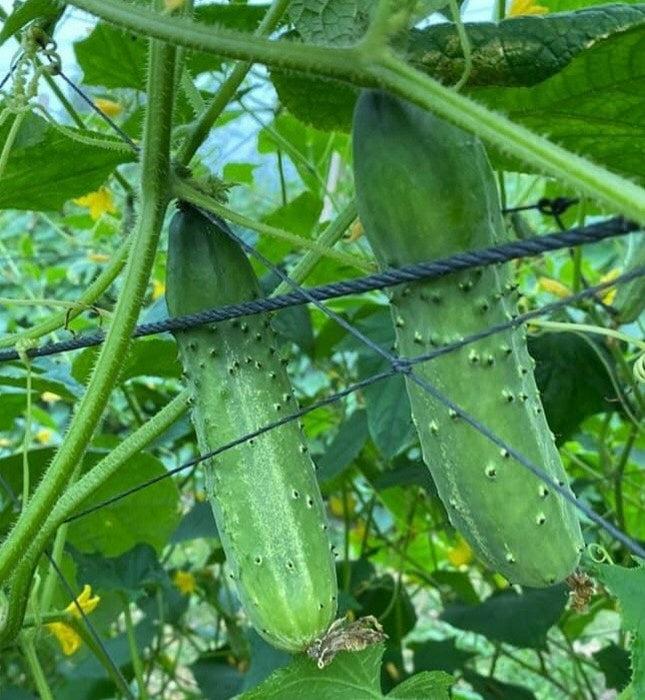 Dưa leo lai F1 NẾP XƯA