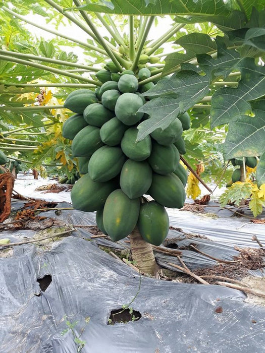 Đu Đủ Siêu Lùn F1 [ Red Dream - E-W Seeds - Thái Lan ]